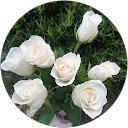 mbcnice mbcnice profile picture